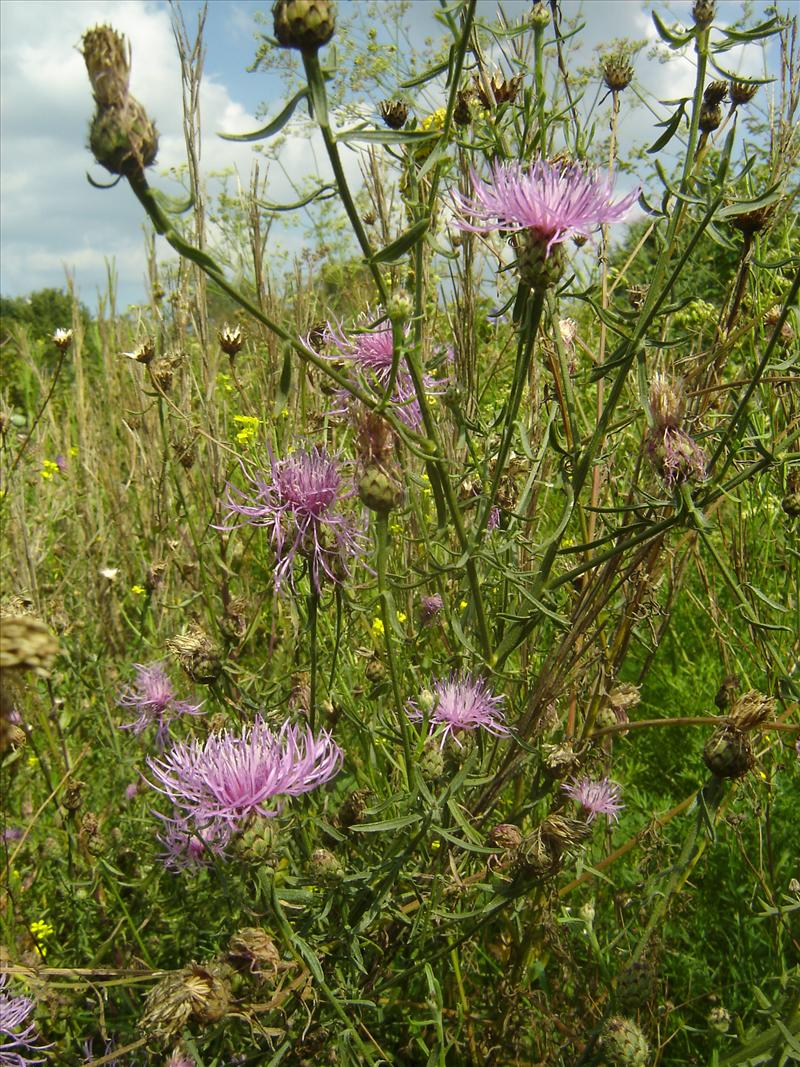 Centaurea stoebe (door Ruud Beringen)