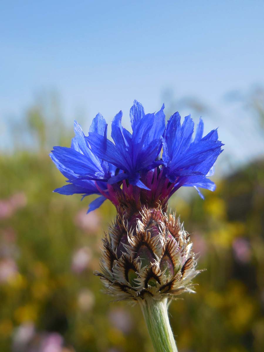 Centaurea triumfettii (door Ed Stikvoort | Saxifraga)