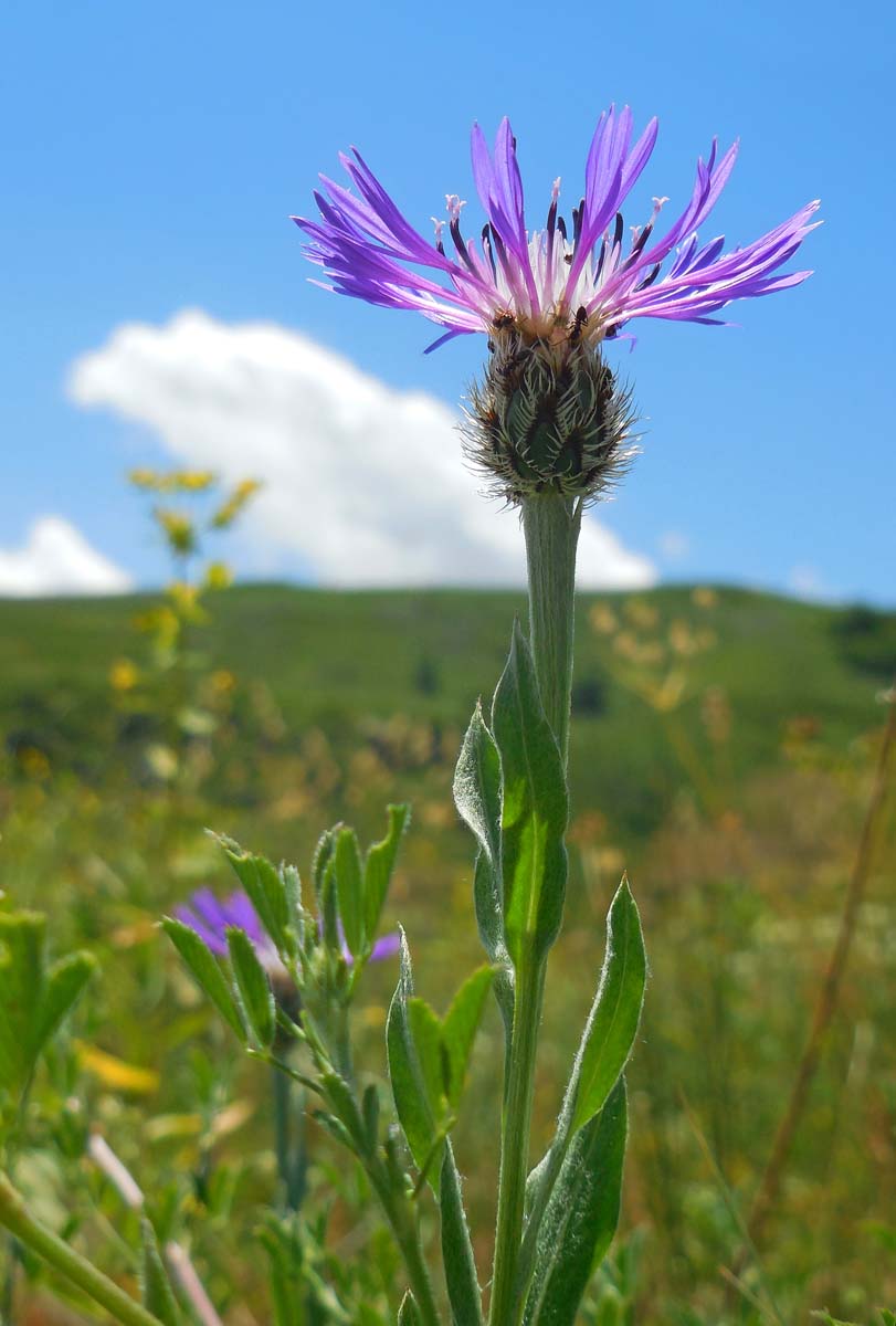 Centaurea triumfettii (door Ed Stikvoort | Saxifraga)