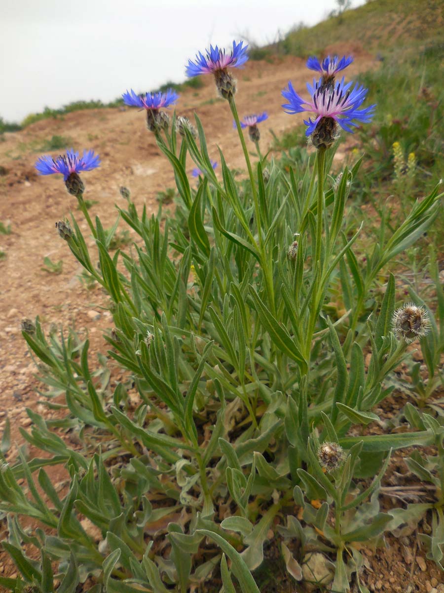 Centaurea triumfettii (door Ed Stikvoort | Saxifraga)