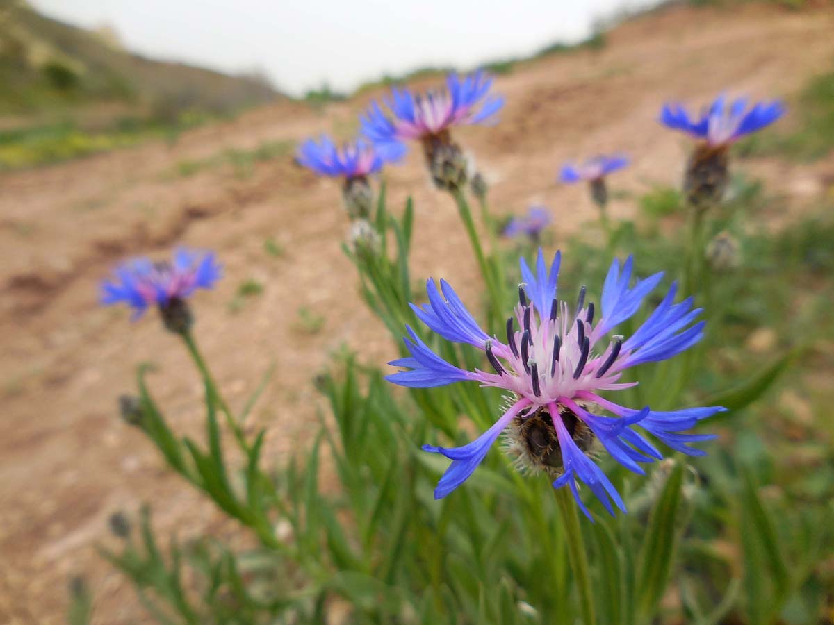 Centaurea triumfettii (door Ed Stikvoort | Saxifraga)