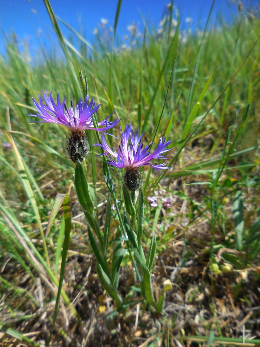 Centaurea triumfettii (door Ed Stikvoort | Saxifraga)