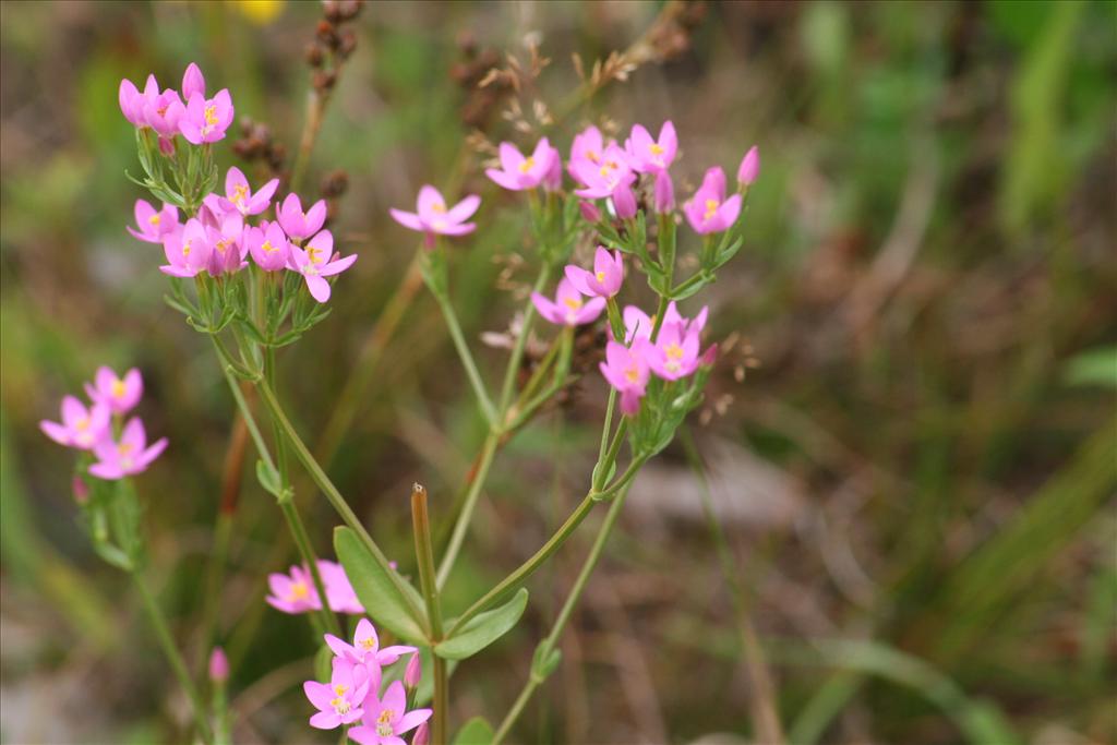 Centaurium erythraea (door Pieter Stolwijk)