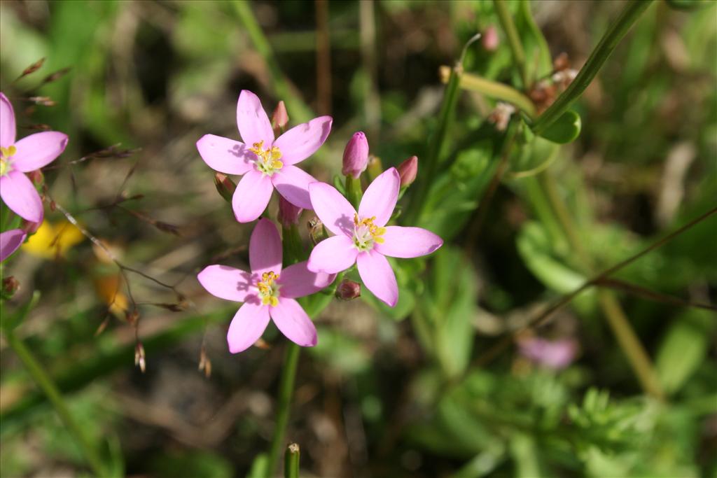 Centaurium erythraea (door Pieter Stolwijk)