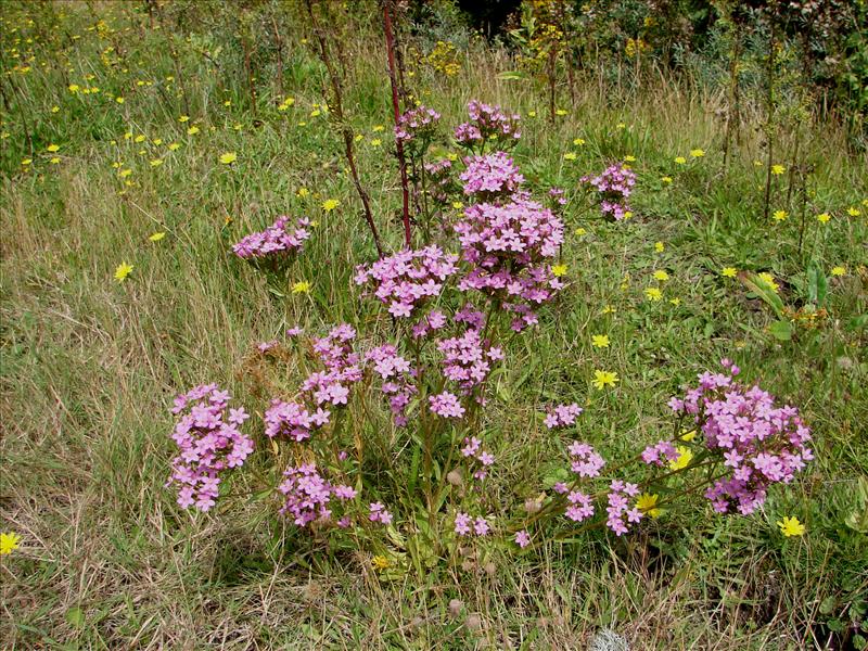 Centaurium erythraea (door Adrie van Heerden)