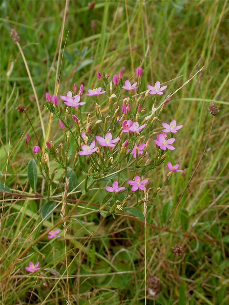 Centaurium littorale (door Adrie van Heerden)