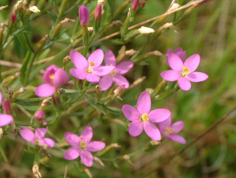 Centaurium littorale (door Adrie van Heerden)