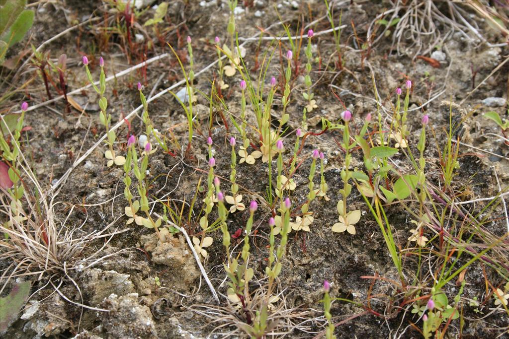 Centaurium pulchellum (door Pieter Stolwijk)