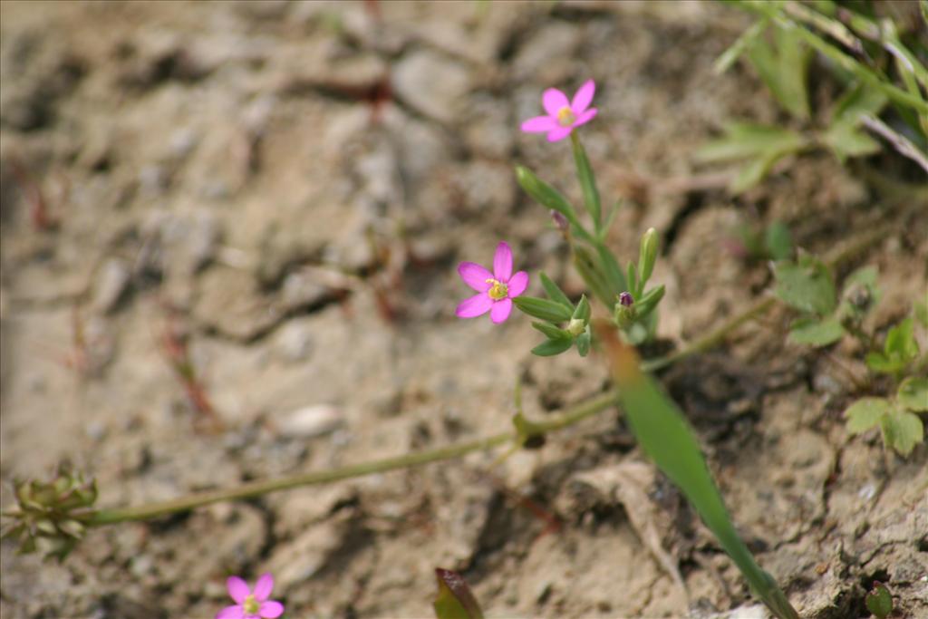 Centaurium pulchellum (door Pieter Stolwijk)