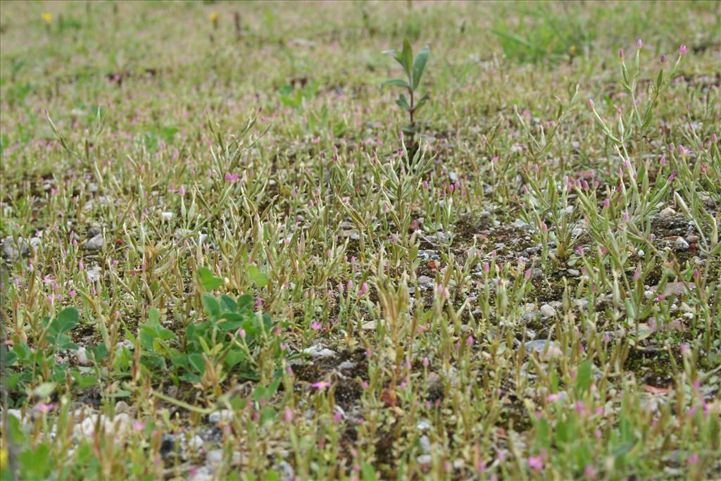 Centaurium pulchellum (door Pieter Stolwijk)