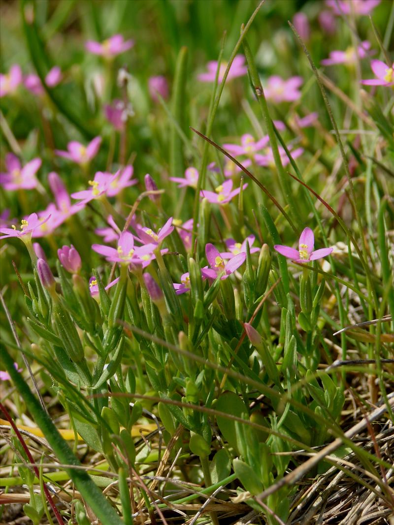 Centaurium pulchellum (door Adrie van Heerden)