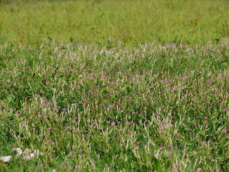 Centaurium pulchellum (door Adrie van Heerden)