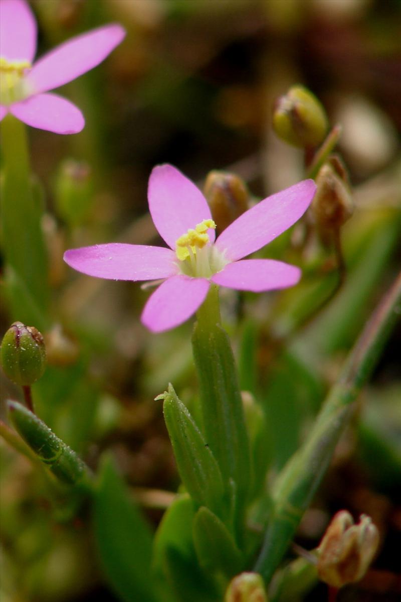 Centaurium pulchellum (door Adrie van Heerden)