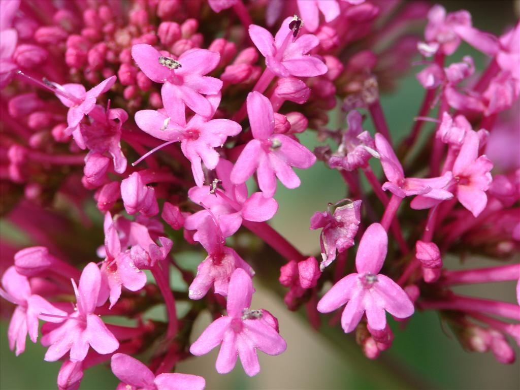 Centranthus ruber (door Adrie van Heerden)