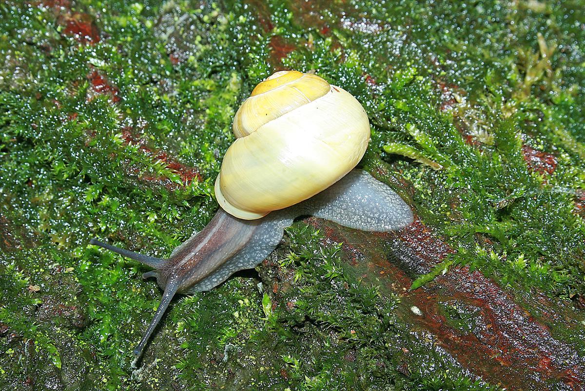 Cepaea hortensis (door Jan Kersten)