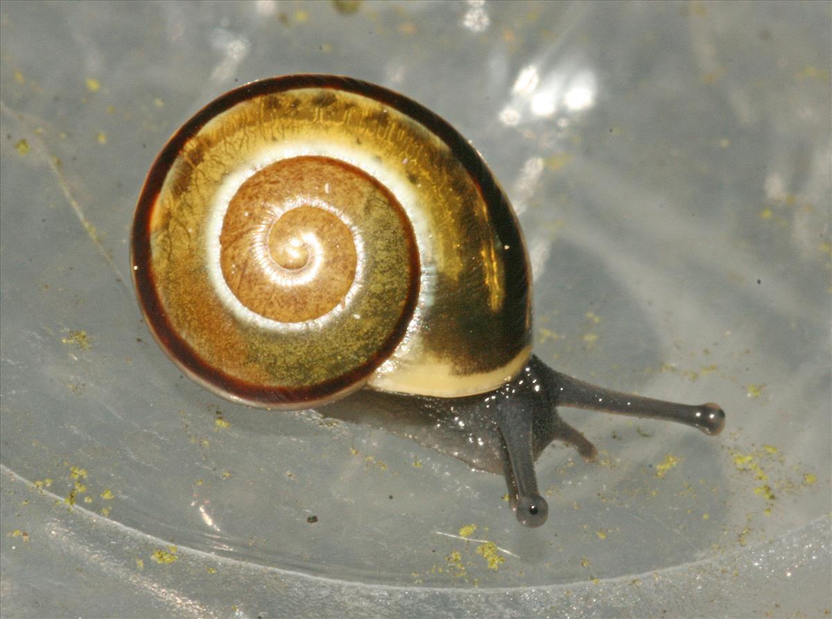 Cepaea hortensis (door Jan Kersten)