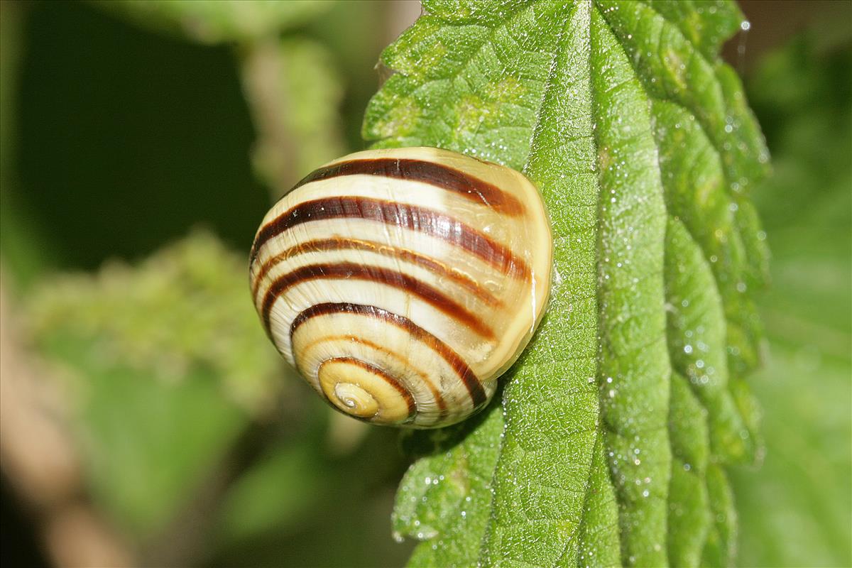 Cepaea hortensis (door Jan Kersten)