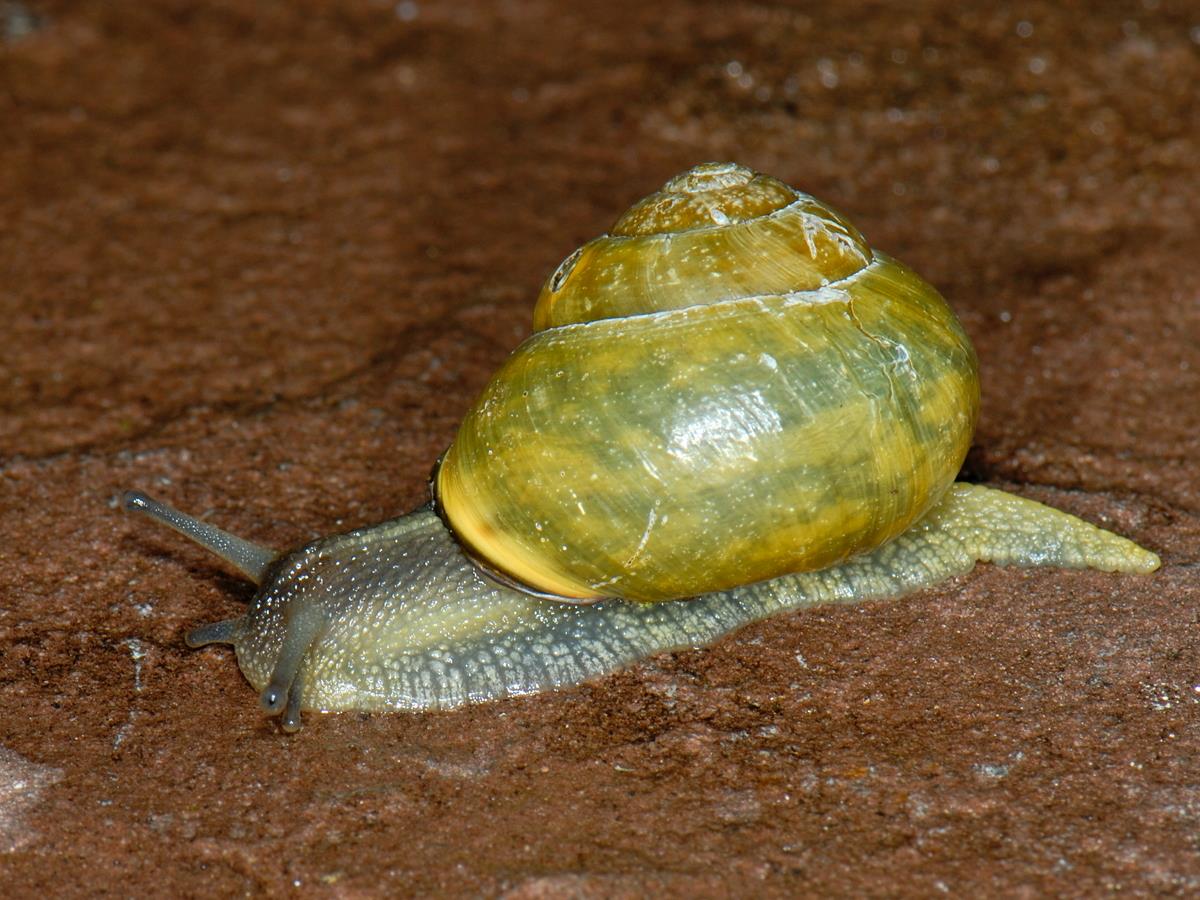 Cepaea nemoralis nemoralis (door Ab H. Baas)