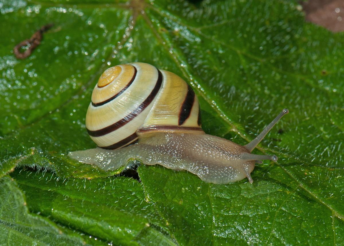 Cepaea nemoralis nemoralis (door Ab H. Baas)