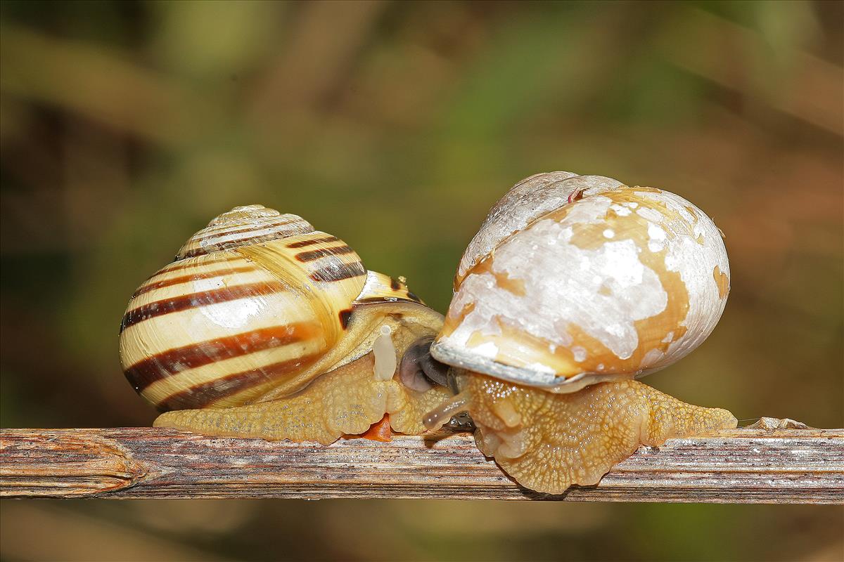 Cepaea nemoralis nemoralis (door Jan Kersten)