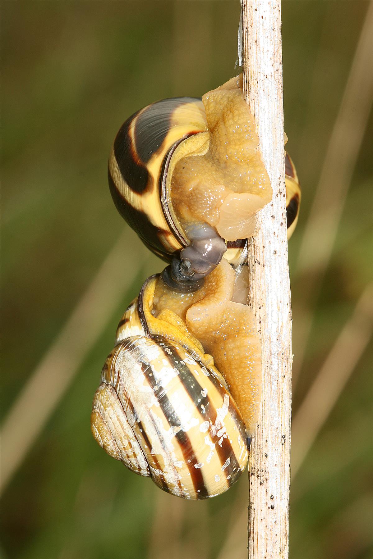 Cepaea nemoralis nemoralis (door Jan Kersten)