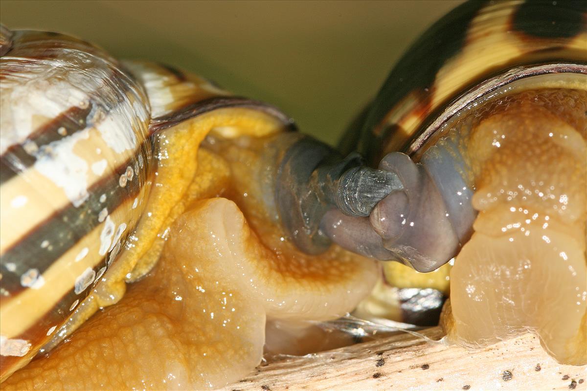 Cepaea nemoralis nemoralis (door Jan Kersten)