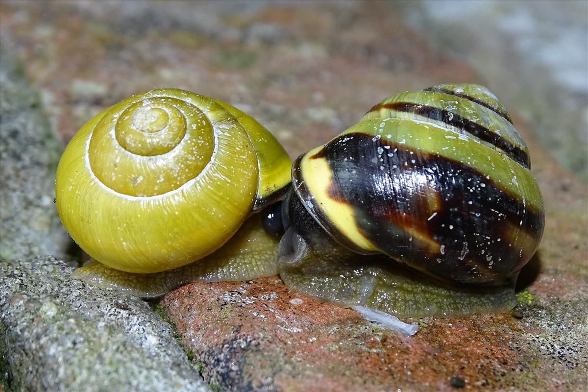 Cepaea nemoralis nemoralis (door Jan Kersten)