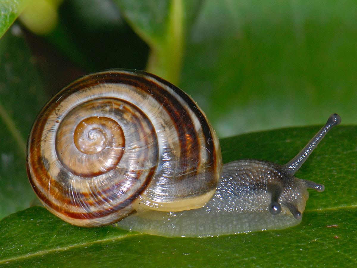 Cepaea nemoralis nemoralis (door Ab H. Baas)