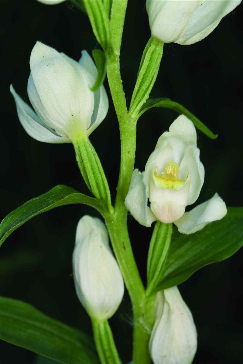 Cephalanthera damasonium (door C.A.J. Kreutz)