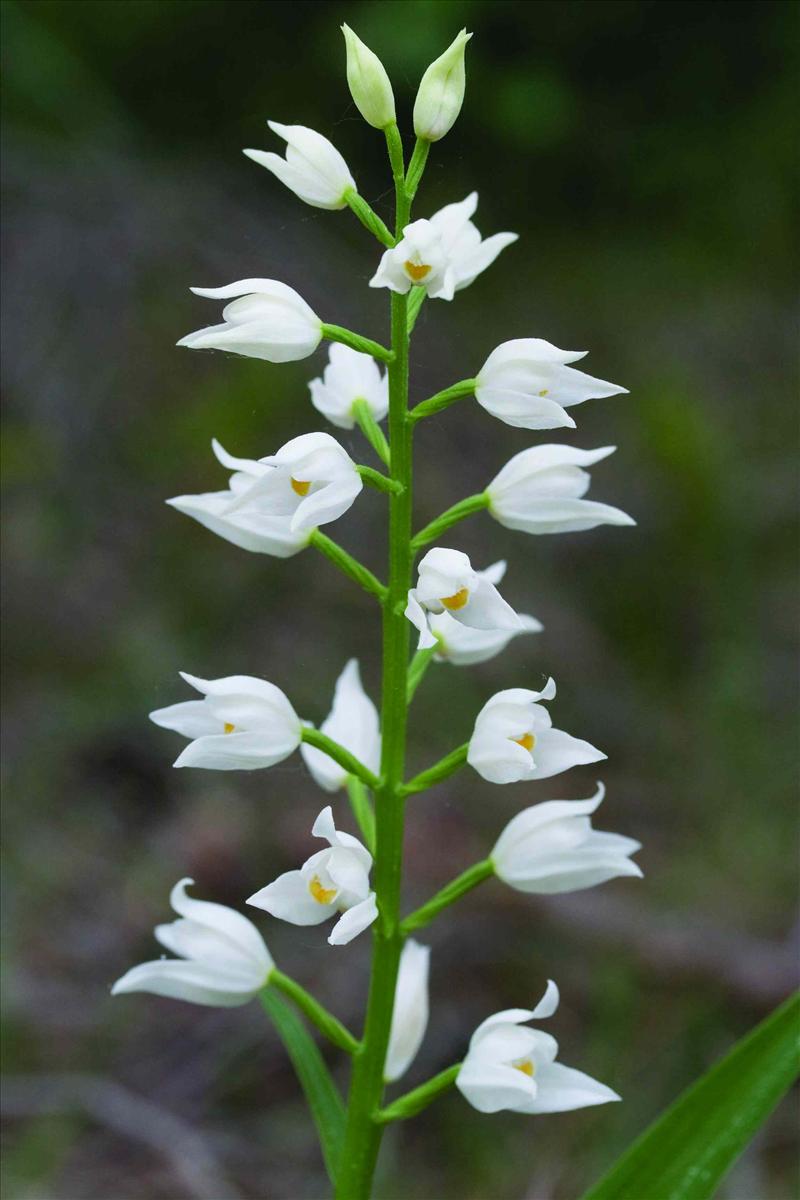 Cephalanthera longifolia (door C.A.J. Kreutz)