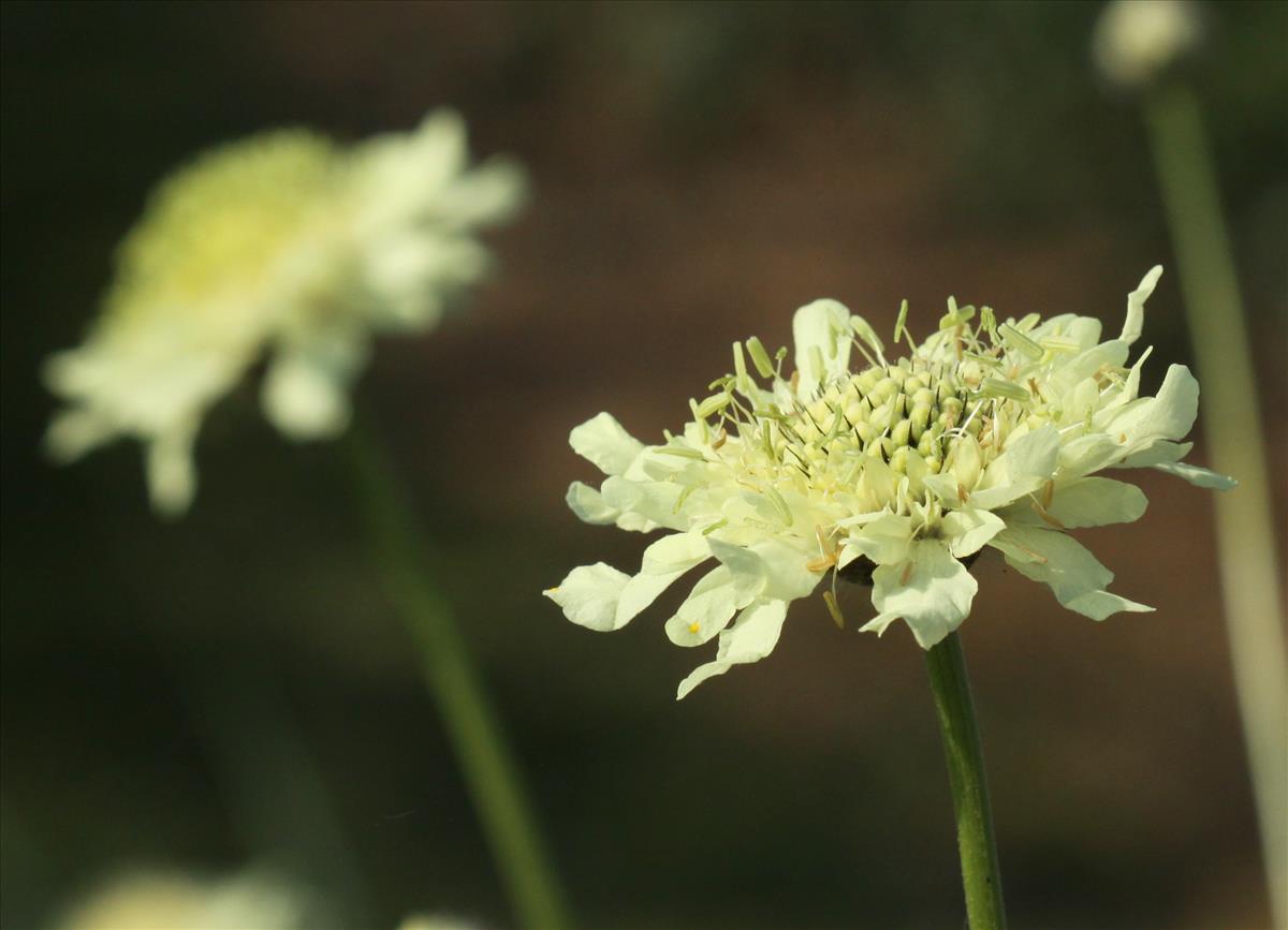 Cephalaria gigantea (door Peter Meininger)