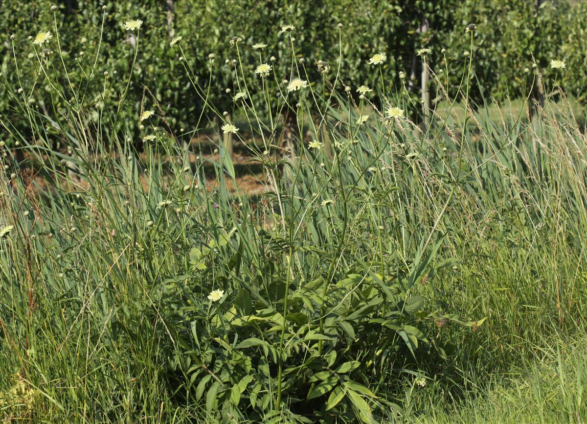 Cephalaria gigantea (door Peter Meininger)