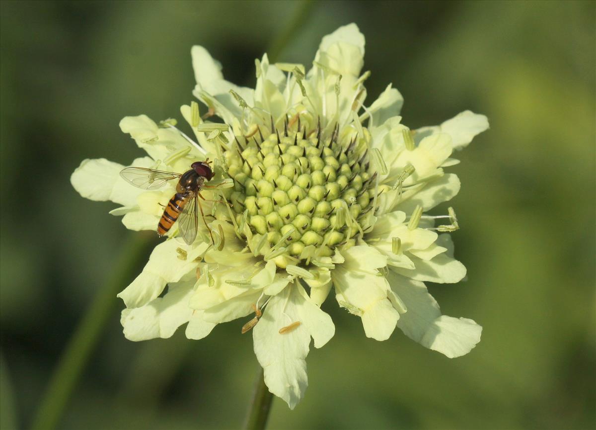 Cephalaria gigantea (door Peter Meininger)