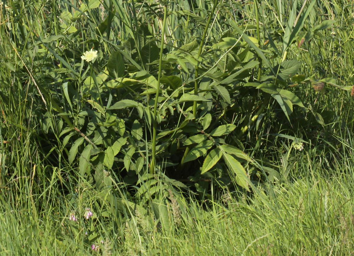 Cephalaria gigantea (door Peter Meininger)