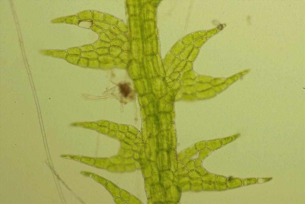 Cephalozia bicuspidata (door Jan Kersten)