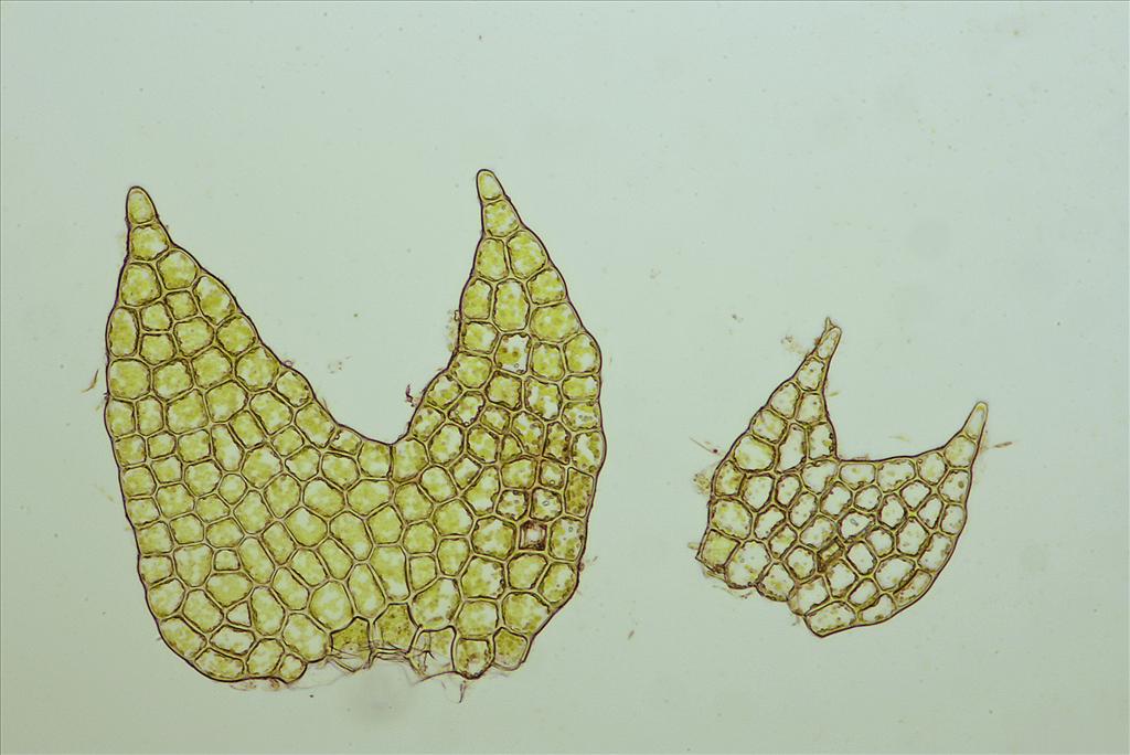 Cephalozia bicuspidata (door Jan Kersten)