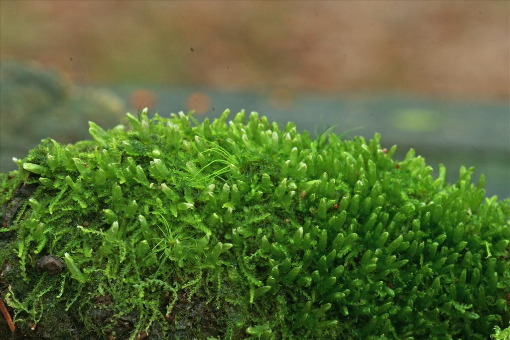 Cephalozia bicuspidata (door Jan Kersten)