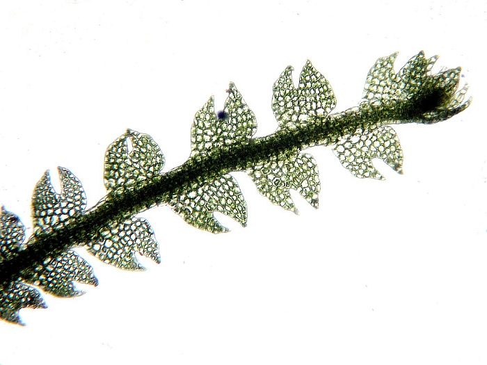 Cephalozia lunulifolia (door Michael Lueth (www.milueth.de))