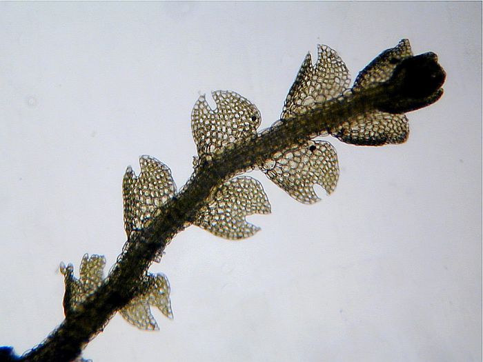 Cephalozia macrostachya (door Michael Lueth (www.milueth.de))