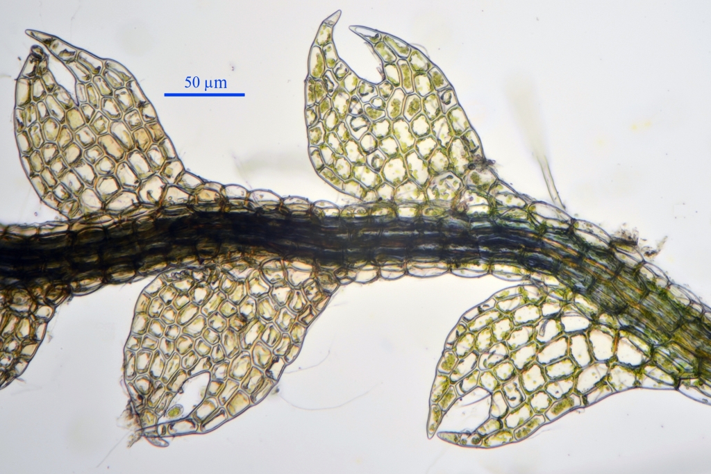 Cephalozia lunulifolia (door Rudi Zielman)