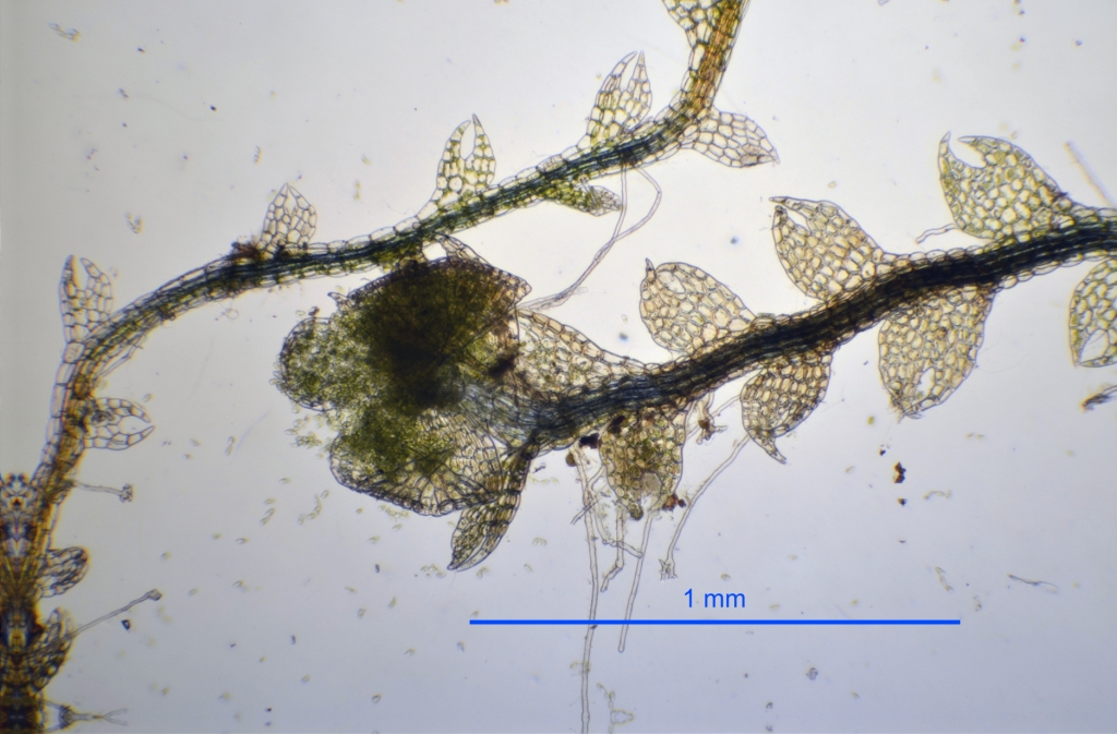 Cephalozia lunulifolia (door Rudi Zielman)