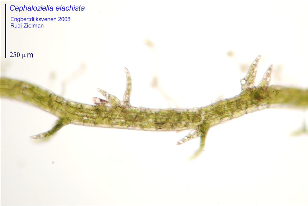 Cephaloziella elachista (door Rudi Zielman)