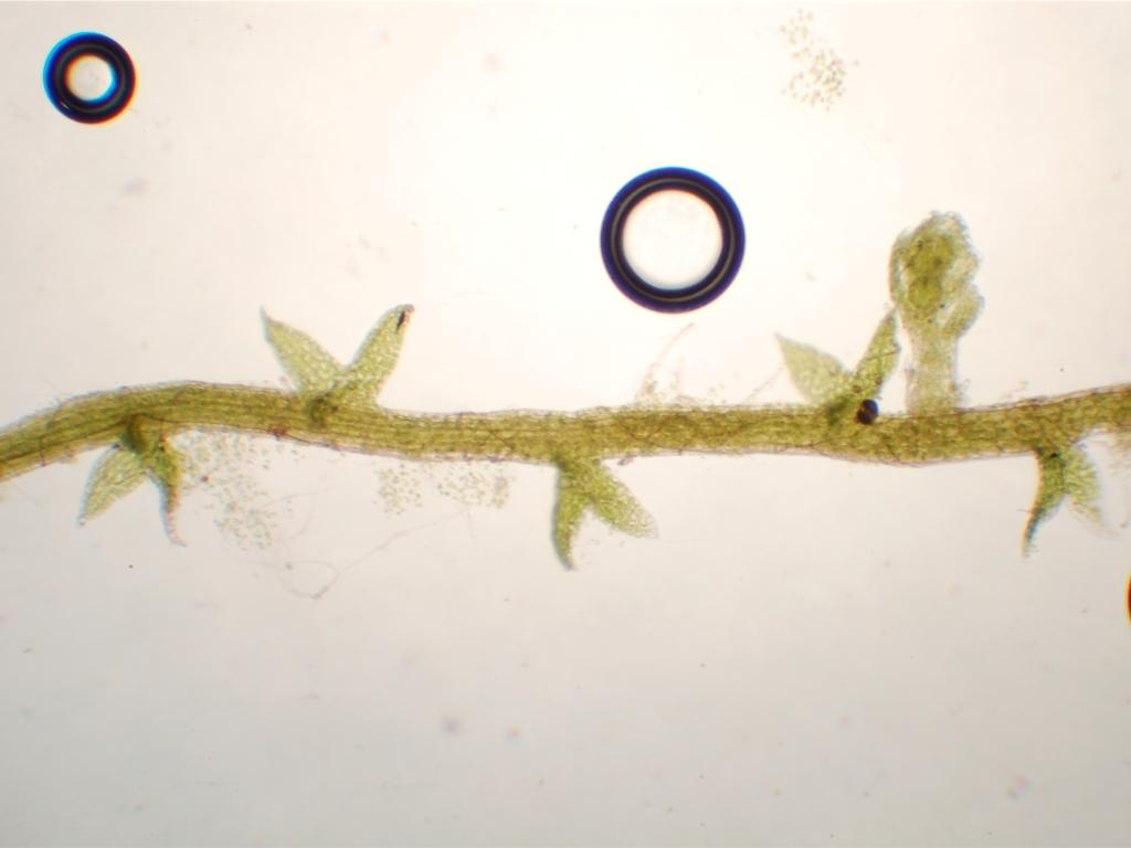 Cephaloziella hampeana (door Rudi Zielman)