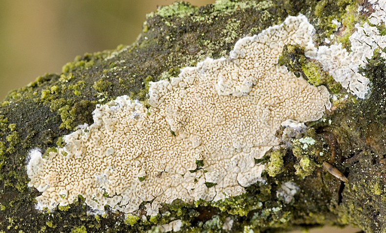 Ceraceomyces serpens (door Nico Dam)