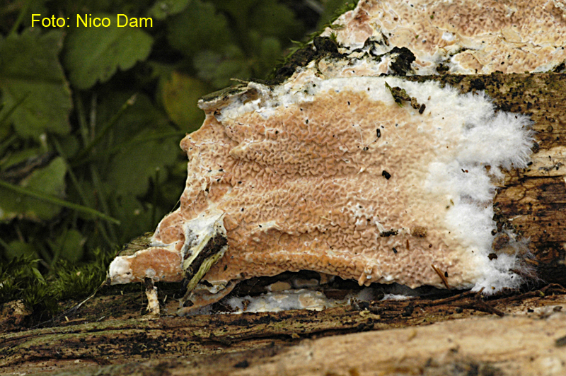 Ceraceomyces serpens (door Nico Dam)