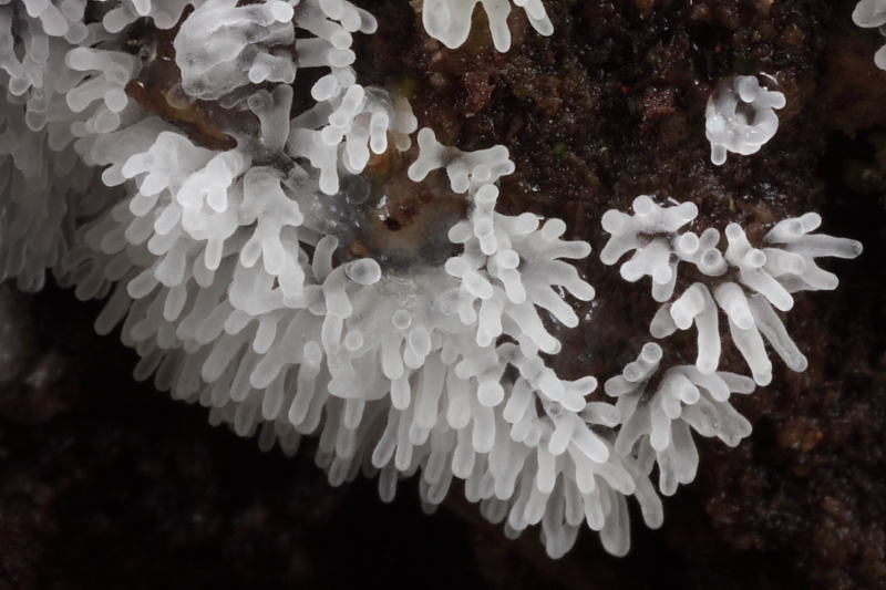 Ceratiomyxa fruticulosa (door Aldert Gutter)