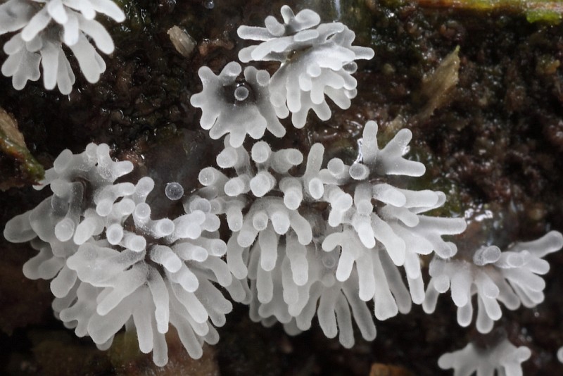 Ceratiomyxa fruticulosa (door Aldert Gutter)