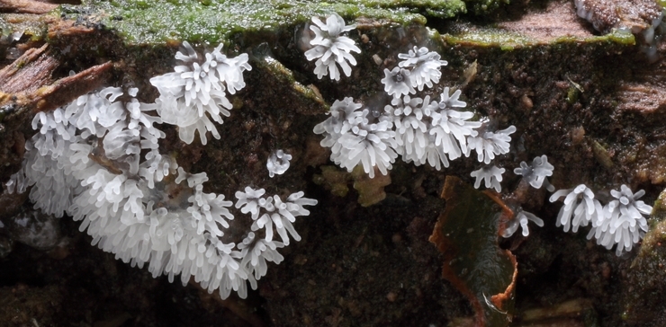 Ceratiomyxa fruticulosa (door Aldert Gutter)