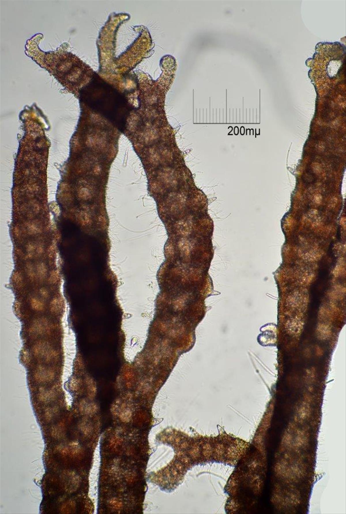 Ceramium gaditanum (door Mart Karremans)