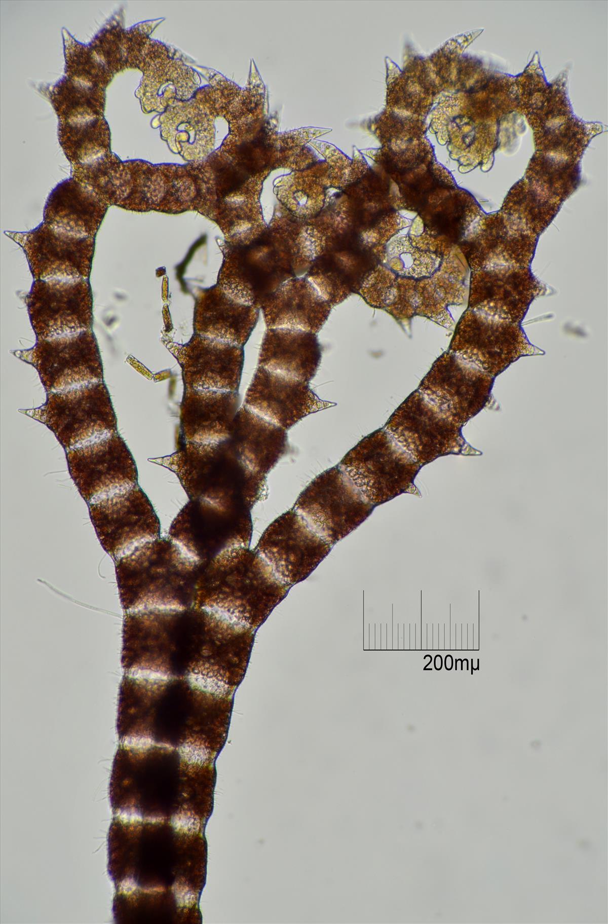 Ceramium shuttleworthianum (door Mart Karremans)